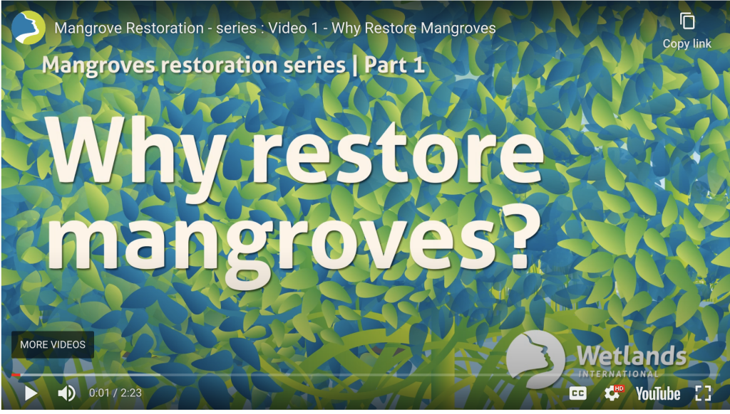 Why Restore Mangroves?